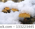 Mushrooms, growing under snow on a tree trunk in the winter forest. 133223445