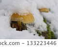 Mushrooms, growing under snow on a tree trunk in the winter forest. 133223446