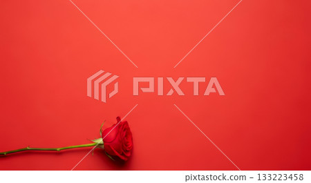 Composition of a single red rose on a vibrant red background.  Romantic holidays. 133223458