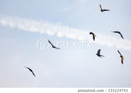 Flock of gulls perform gentle turns over shoreline scene Flock of gulls perform gentle turns over shoreline scene 133224743