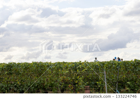 Epernay, Marne, Grand-Est, France, August, 28th, 2025, Champagne Area, Vineyard staff move along 133224746