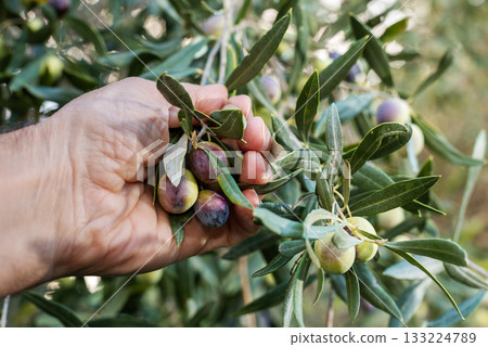 An olive grower harvests ripe olives in autumn. Agriculture. An olive grower harvests ripe olives in autumn. Agriculture. 133224789