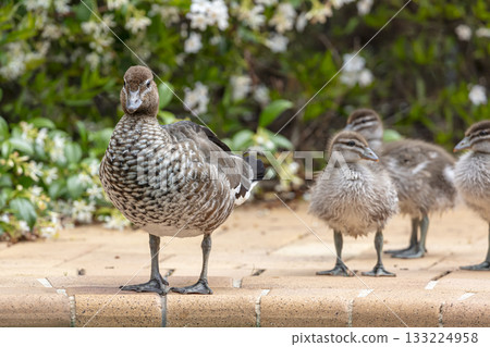 A female Australian Wood Duck standing in the sunshine 133224958