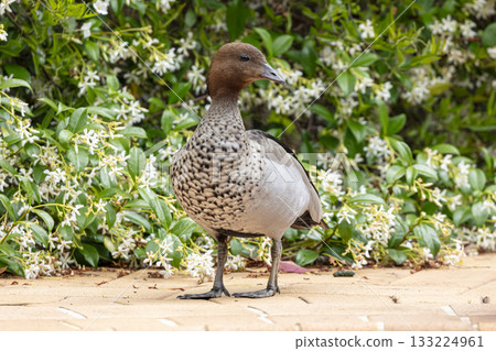A male Australian Wood Duck standing in the sunshine A male Australian Wood Duck standing in the sunshine 133224961