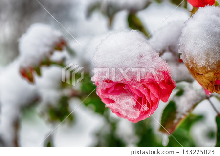Red rose covered with fresh snowfall in a winter garden Red rose covered with fresh snowfall in a winter garden 133225023