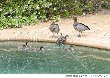 A family of Australian Wood Ducks in a swimming pool 133225173