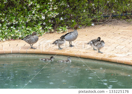 A family of Australian Wood Ducks in a swimming pool 133225176