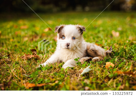 Australian Shepherd puppy with blue eyes lies on green grass in autumn park, looking curiously at the camera 133225972