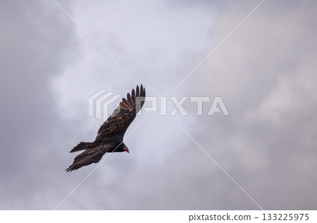 A turkey vulture gliding gracefully through the cloudy sky with wings spread wide, showcasing its dark feathers and distinctive red head in mid-flight. A turkey vulture gliding gracefully through the cloudy sky with wings spread wide, showcasing its dark feathers and distinctive red head in mid-flight. 133225975