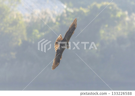 Flying juice Flying juice 133226588