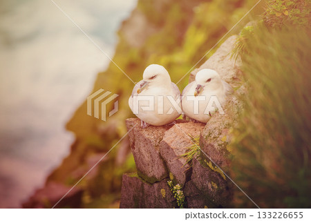 Couple of Northern Fulmar, Fulmarus glacialis birds sitting on the rock in Iceland at summer Couple of Northern Fulmar, Fulmarus glacialis birds sitting on the rock in Iceland at summer 133226655