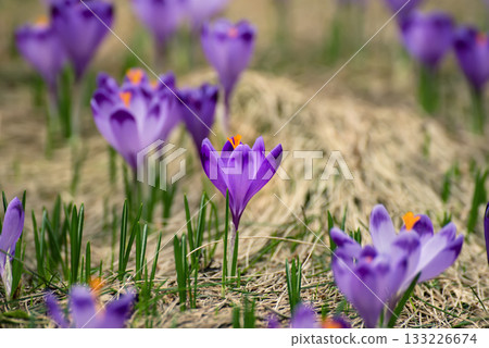 Spring crocus flowers, Easter background 133226674