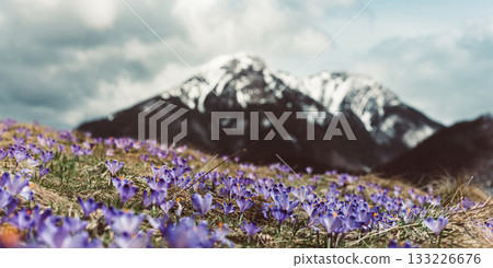 Dolina Chocholowska with blossoming purple crocuses or saffron flowers,Tatra mountains, Poland. Dolina Chocholowska with blossoming purple crocuses or saffron flowers,Tatra mountains, Poland. 133226676