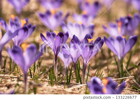 Spring crocus flowers, Easter background 133226677