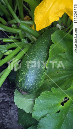 Lush vegetable garden with fresh zucchini among green leaves. Zucchini, courgette, Cucurbita pepo. Vertical poster 133226776