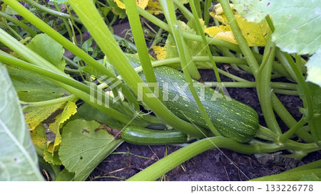 Lush vegetable garden with zucchini plants and green foliage. Zucchini, courgette, Cucurbita pepo Lush vegetable garden with zucchini plants and green foliage. Zucchini, courgette, Cucurbita pepo 133226778