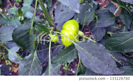 Fresh green vegetable garden with vibrant peppers for sustainable agriculture and gardening inspiration. Green pepper Fresh green vegetable garden with vibrant peppers for sustainable agriculture and gardening inspiration. Green pepper 133226780
