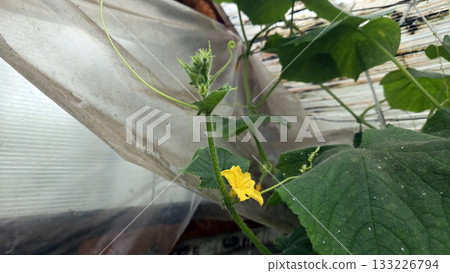Vibrant yellow flower of cucmber in a vegetable garden greenhouse setting. Cucumber in a greenhouse. Vegeterian Day. Vegan Day 133226794