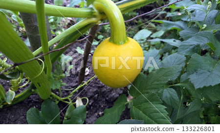 Colorful vegetable garden featuring a vibrant yellow squash growing among lush greenery. Cucurbita. Pumpkin 133226801