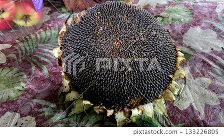 Close-up of harvested sunflower seed head on patterned tablecloth. Helianthus annuus 133226805