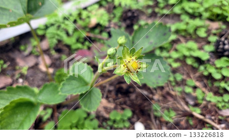 Early growth of a strawberry plant in a garden setting 133226818