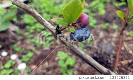 Fresh blueberries and ripening berries on branch in natural garden setting. Vaccinium uliginosum, bog bilberry, bog blueberry, northern bilberry or western blueberry Fresh blueberries and ripening berries on branch in natural garden setting. Vaccinium uliginosum, bog bilberry, bog blueberry, northern bilberry or western blueberry 133226821