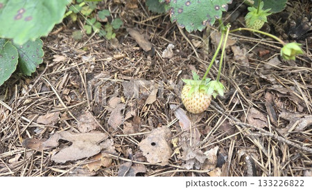Young strawberry growing in garden with natural mulch surroundings. Vaccinium uliginosum, bog bilberry, bog blueberry, northern bilberry or western blueberry Young strawberry growing in garden with natural mulch surroundings. Vaccinium uliginosum, bog bilberry, bog blueberry, northern bilberry or western blueberry 133226822