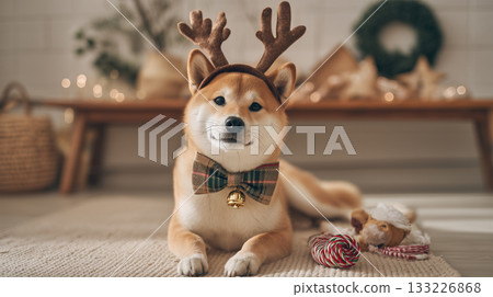 Shiba Inu wearing a reindeer-style headband 133226868