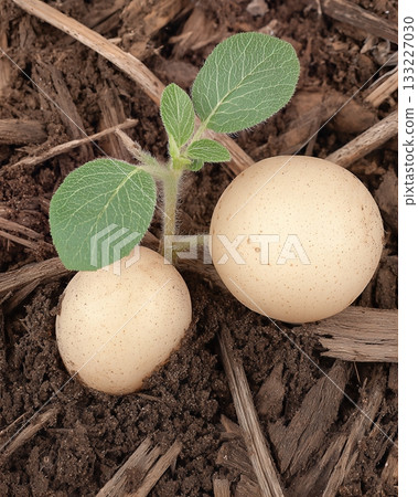 Unique Swamp Potatoes Grow in Rich Soil With Small Green Leaves Emerging in Natural Habitat Unique Swamp Potatoes Grow in Rich Soil With Small Green Leaves Emerging in Natural Habitat 133227030