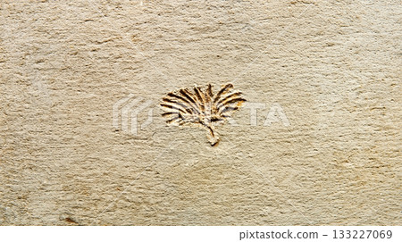 Minimal Fossil Imprint of a Plant on a Smooth Stone Surface From an Ancient Environment 133227069