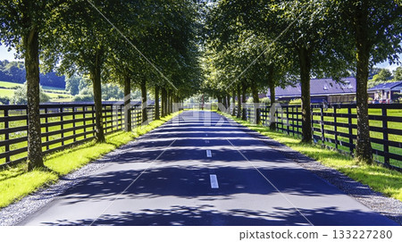 Picturesque Country Road Surrounded by Lush Trees on a Sunny Day 133227280