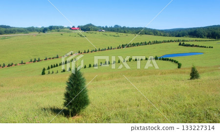 Sunny Day at a Pine Tree Farm With Rows of Young Trees on a Green Hillside Sunny Day at a Pine Tree Farm With Rows of Young Trees on a Green Hillside 133227314