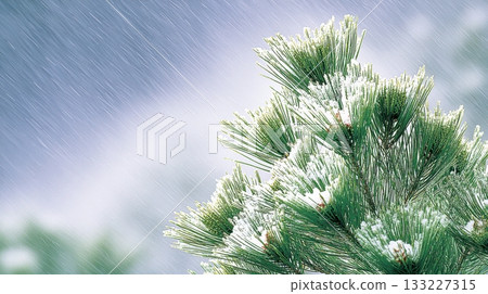 Snow Covered Pine Branches Glisten in Soft Morning Light During a Peaceful Winter Scene 133227315