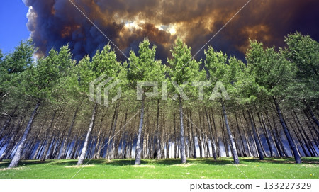 Intense Crown Fire Spreads Rapidly Above Dense Green Forest at Midday 133227329