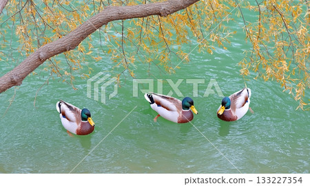 Wild Ducks Relax and Swim in a Tranquil City Pond Surrounded by Nature in the Afternoon Sun 133227354