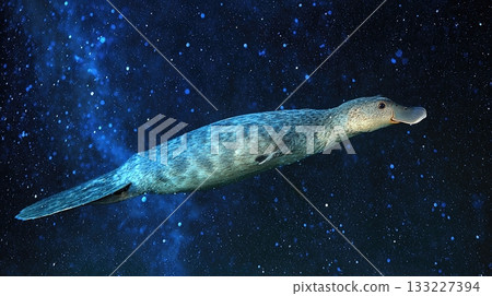 Platypus Swimming Through a Colorful Cosmic Background Filled With Vibrant Astral Hues Platypus Swimming Through a Colorful Cosmic Background Filled With Vibrant Astral Hues 133227394