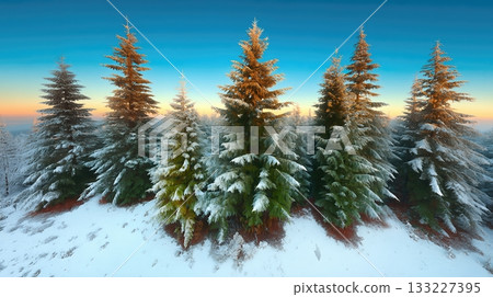 Snow Covered Evergreen Trees Shine as Sunlight Breaks Through the Winter Sky at Dawn Snow Covered Evergreen Trees Shine as Sunlight Breaks Through the Winter Sky at Dawn 133227395