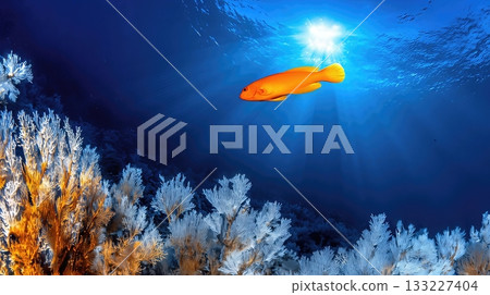 Bright Orange Clownfish Swimming Among Colorful Coral at a Vibrant Reef in Clear Blue Waters 133227404