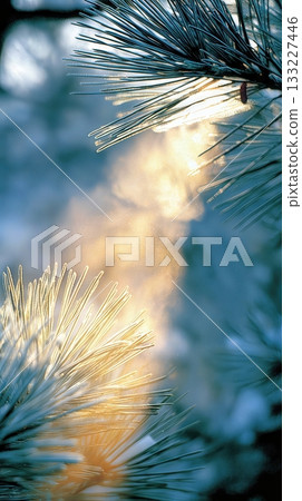 Light Filtering Through Frosted Pine Branches at Dawn in a Serene Winter Landscape Light Filtering Through Frosted Pine Branches at Dawn in a Serene Winter Landscape 133227446