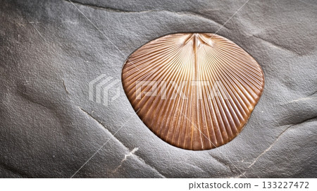 Fossil Imprint of a Shell Found on a Smooth Stone Surface Discovered in Natures Geological Layers 133227472