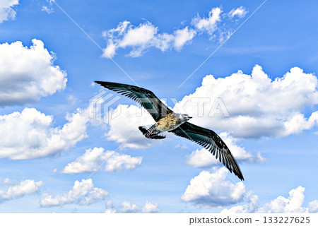 Seagull Flying in a Cloudy Blue Sky 133227625
