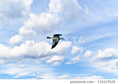 Seagull Flying in a Cloudy Blue Sky Seagull Flying in a Cloudy Blue Sky 133227628