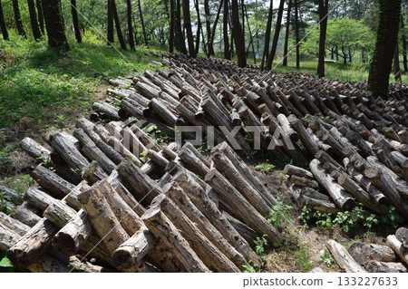 蘑菇原木栽培 蘑菇原木栽培 133227633