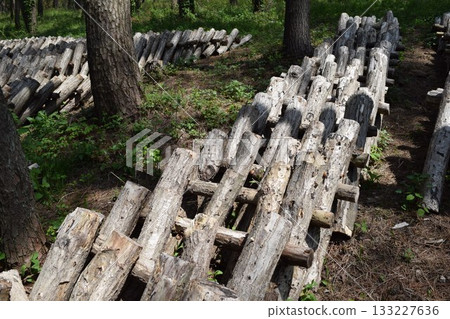 Mushroom log cultivation Mushroom log cultivation 133227636