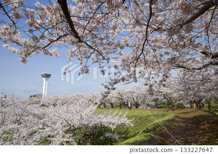 五棱郭公園的櫻花 133227647