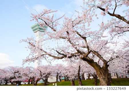 五棱郭公園的櫻花 133227649