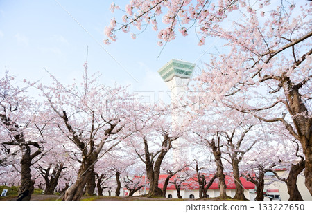 Cherry blossoms at Goryokaku Park 133227650