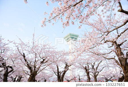 五棱郭公園的櫻花 五棱郭公園的櫻花 133227651