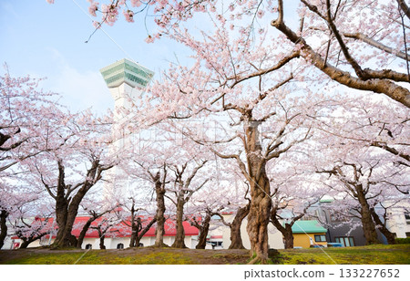 Cherry blossoms at Goryokaku Park 133227652