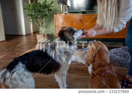 Two dogs accepting treat from owner, closeup indoor portrait on soft rug with warm light, gentle hand interaction, focused expressions and calm companionship between human and pets 133227668